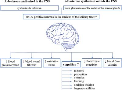 Aldosterone in the brain and cognition: knowns and unknowns